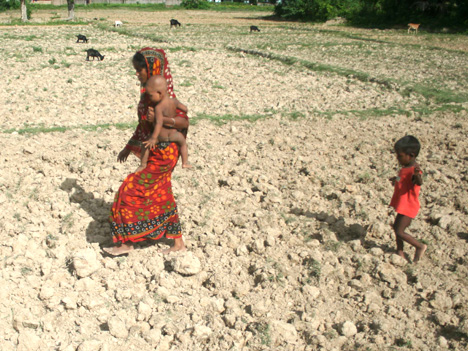 Parched field