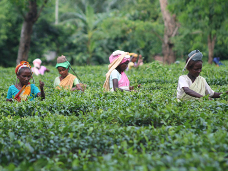 Tea pluckers